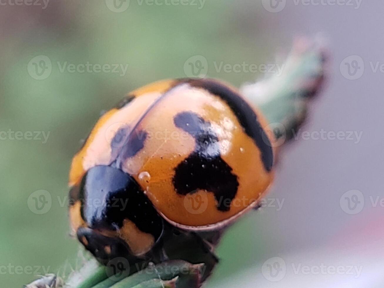 A ladybug with black and yellow spots on it photo