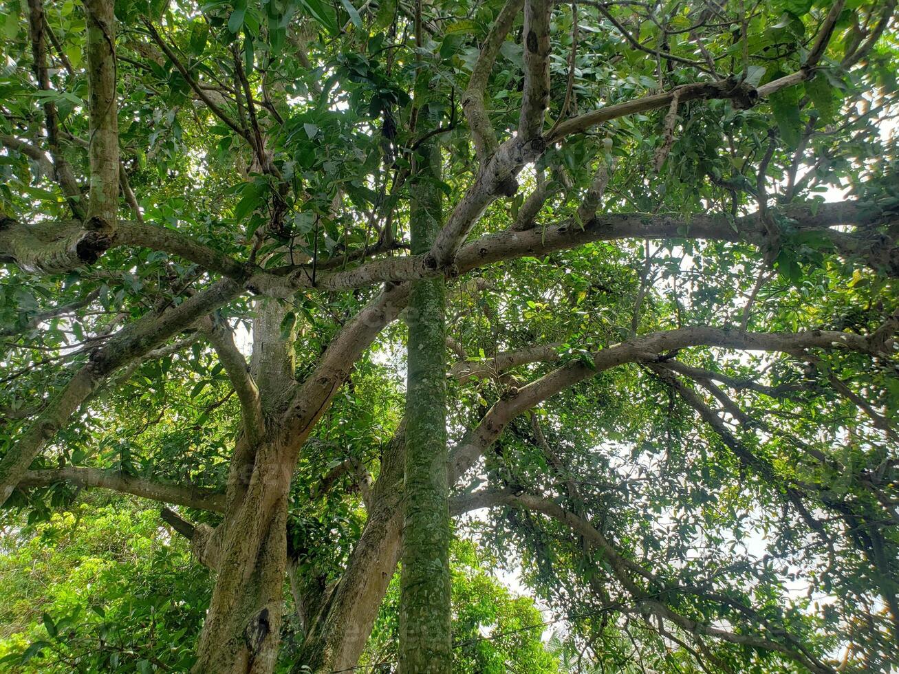 A large tree with many leaves and branches photo