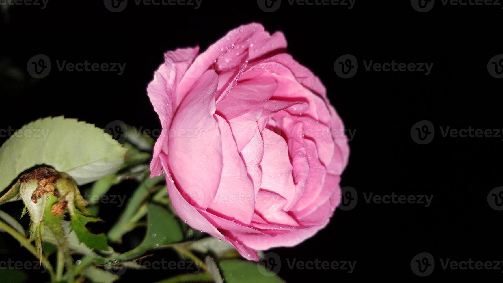 A pink rose is shown in the dark photo