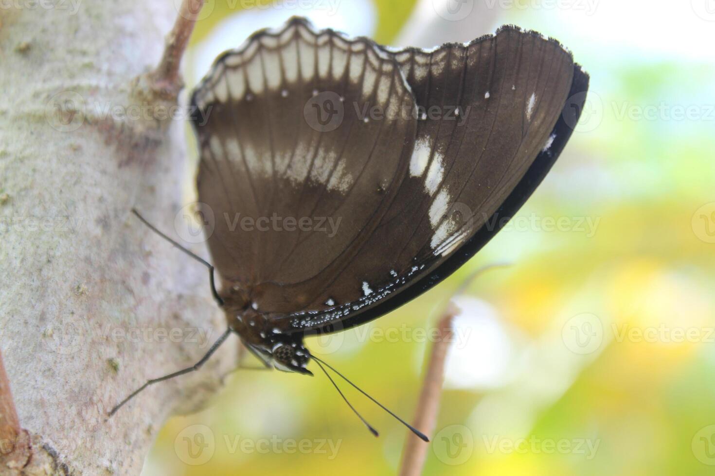 A butterfly is perched on a tree branch photo