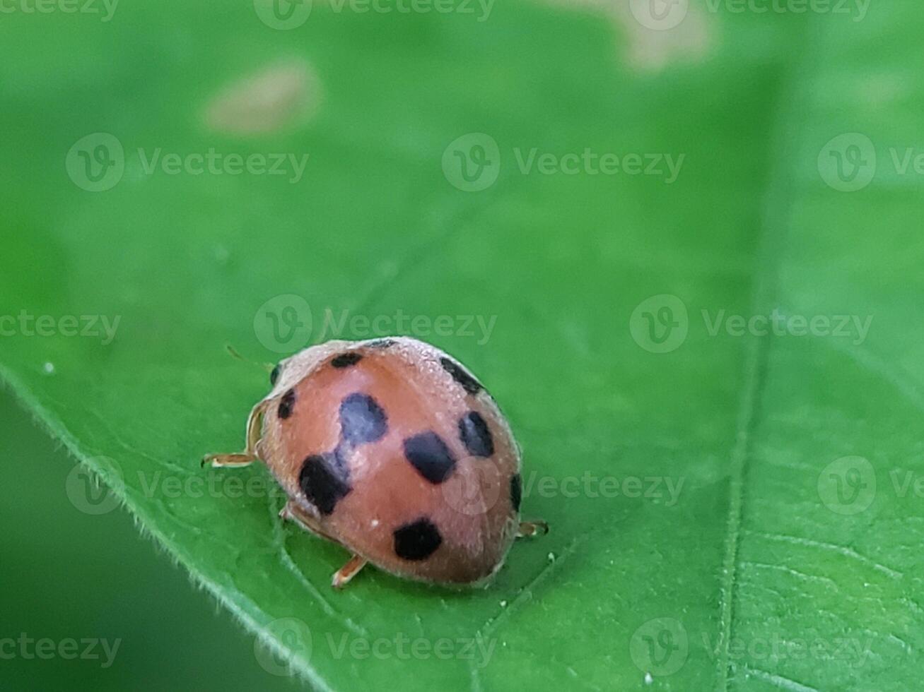 A ladybug with black spots on its brown shell rests on a green leaf. photo