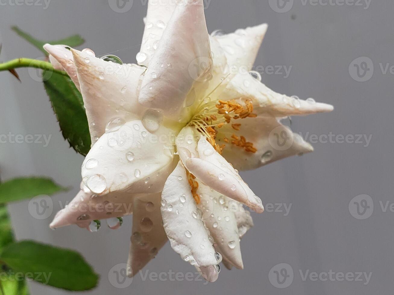 A white rose with rain drops on it photo