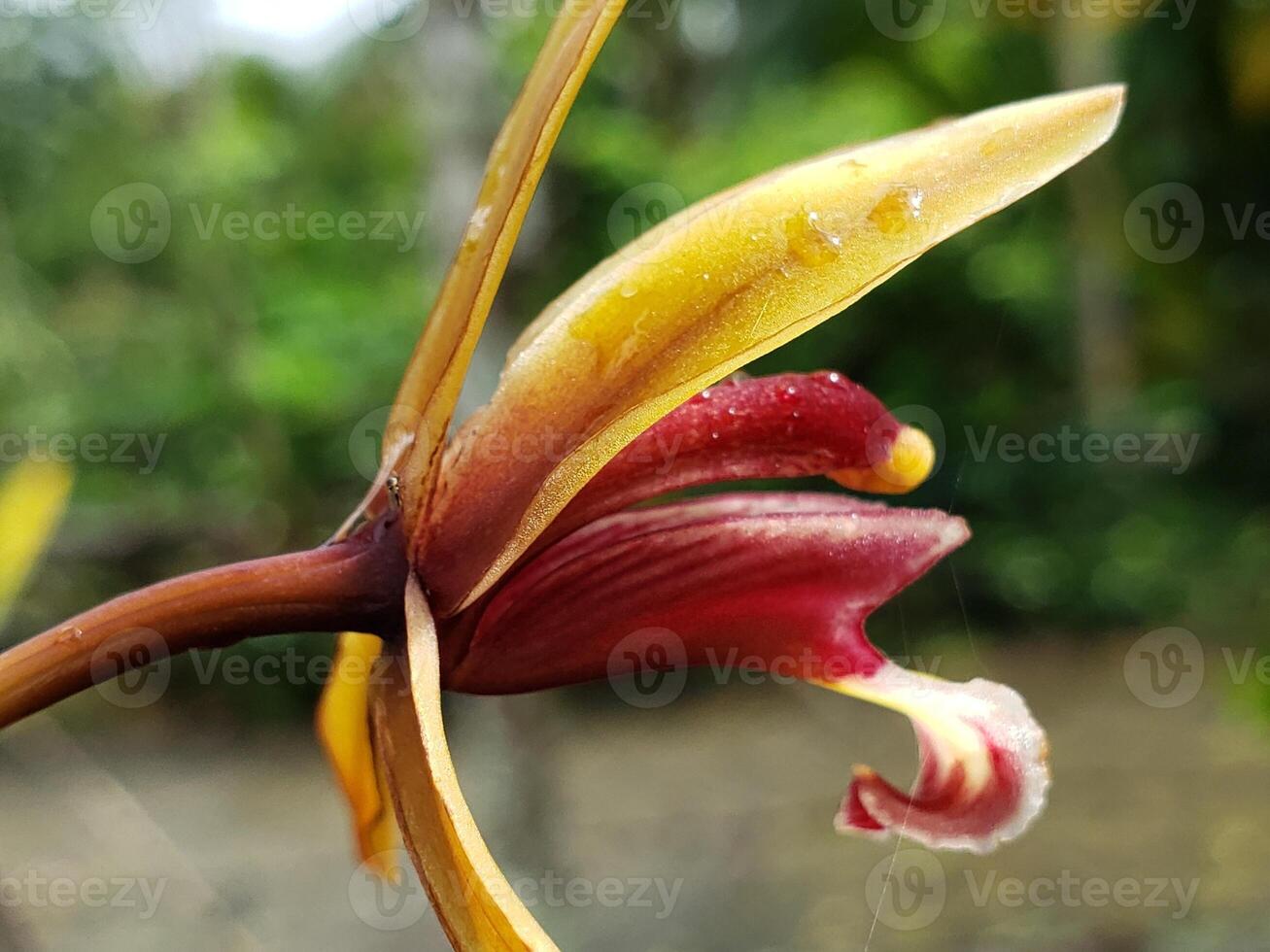A Close-Up View of a Red and Yellow Orchid with Dew Drops photo