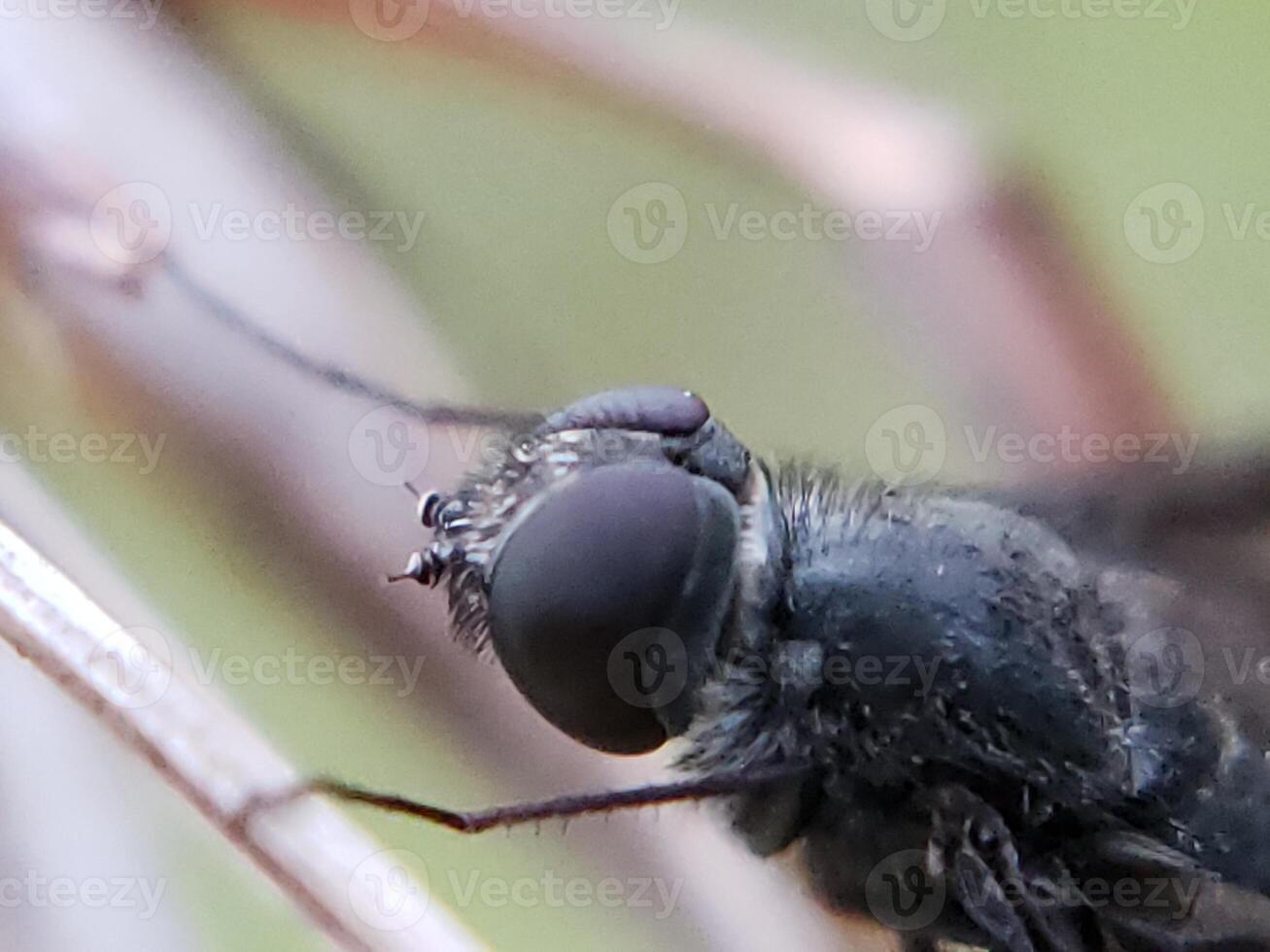 Close-up of a Black Fly's Head on a Branch photo