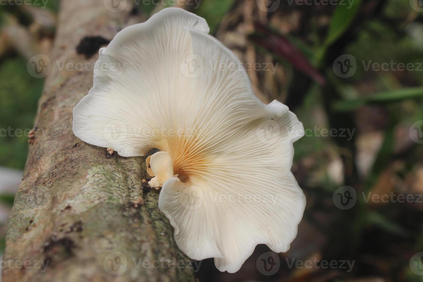 A white mushroom on a tree branch photo