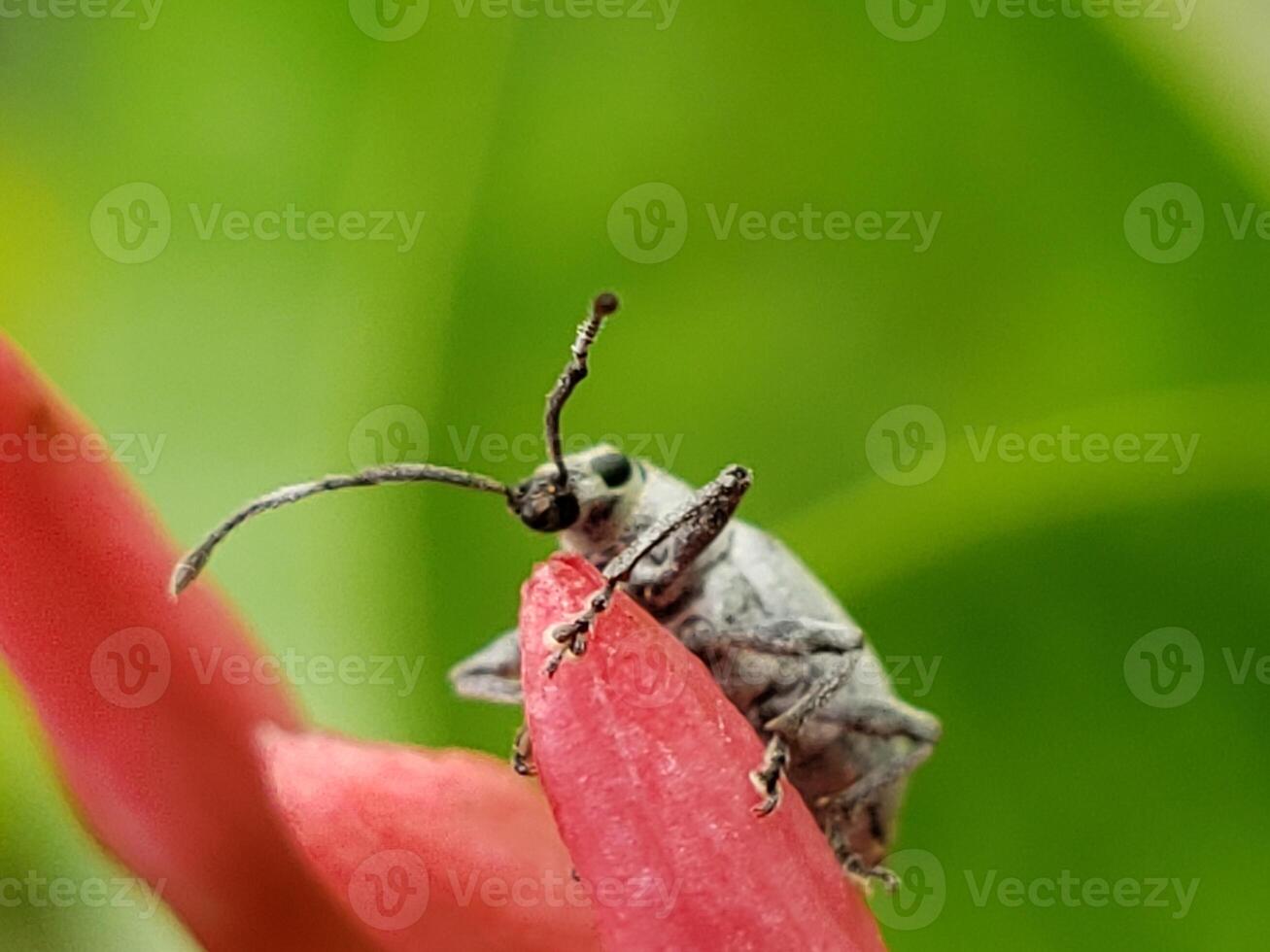 A bug on a flower in the garden photo
