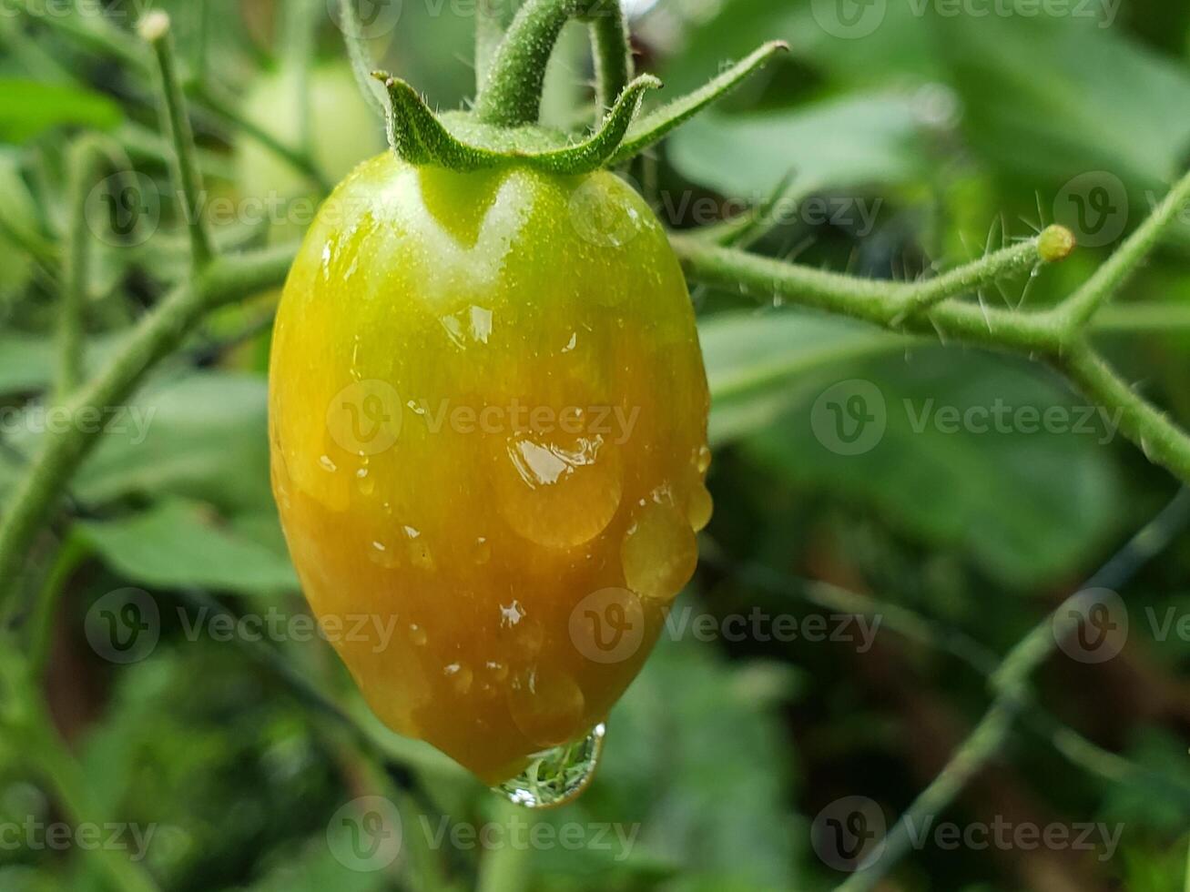 A tomato with water droplets on it photo