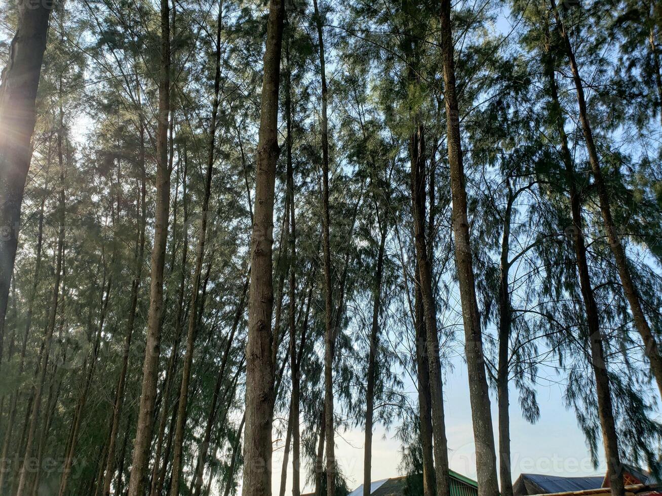 A group of trees with the sun shining through them photo