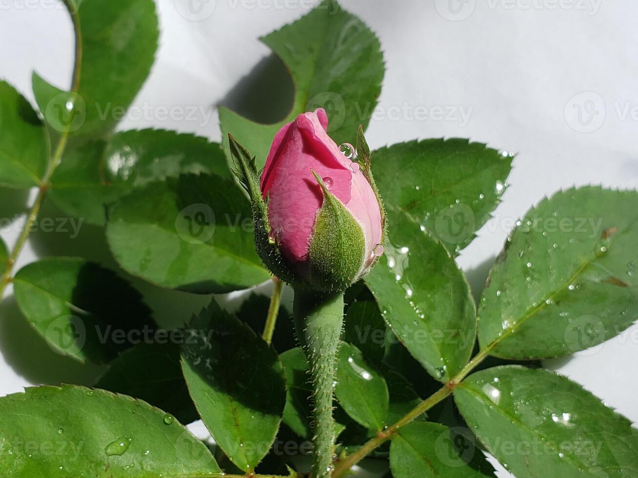A pink rose bud is growing on a green stem photo