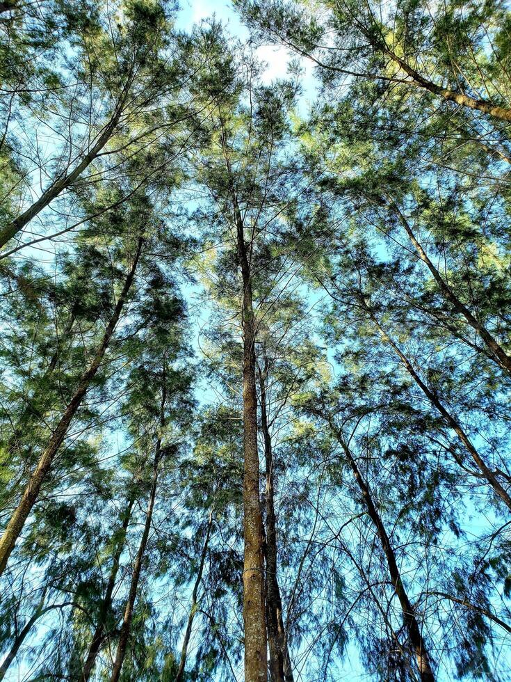 Tall trees in the forest with blue sky background photo