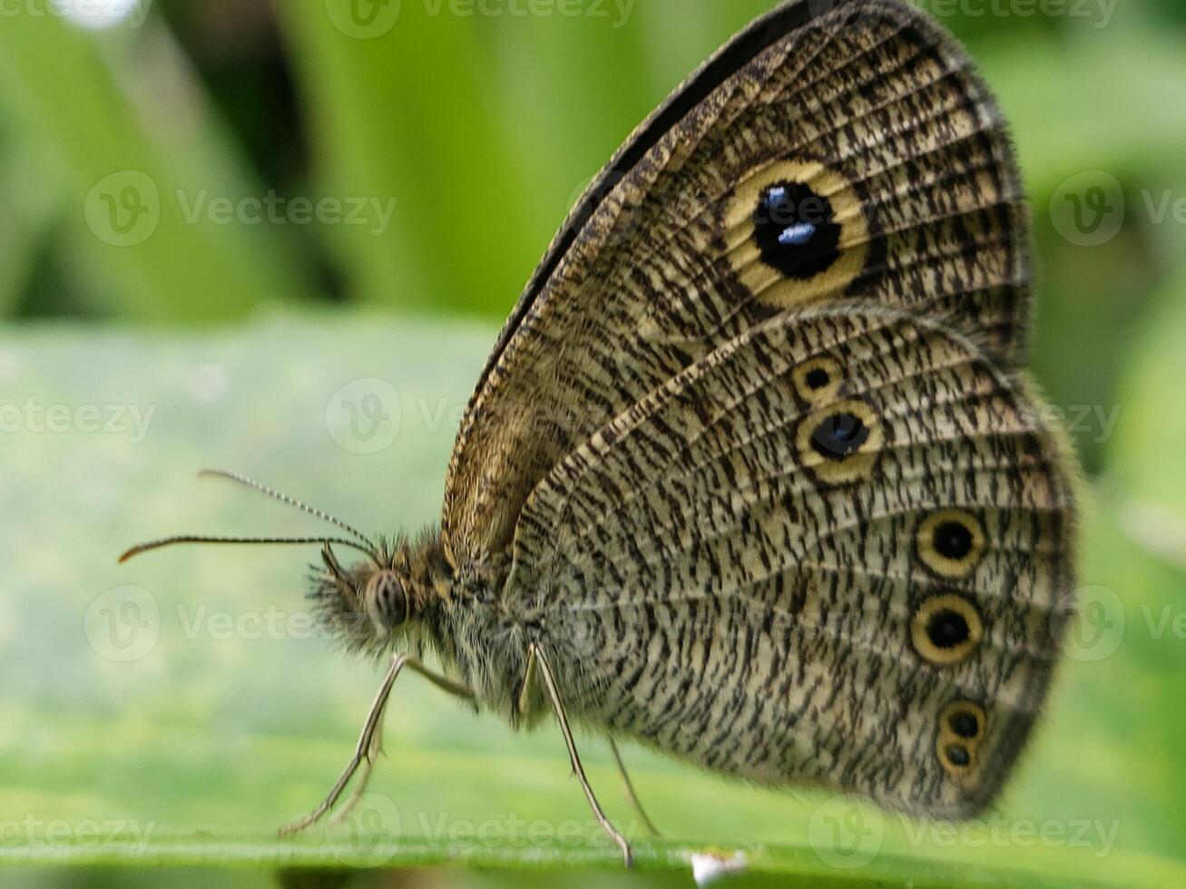 A brown butterfly with black spots on its wings photo