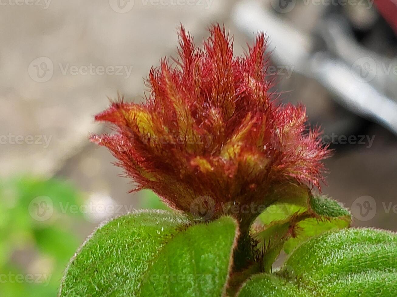 Close-up of a red and yellow fuzzy flower bud photo