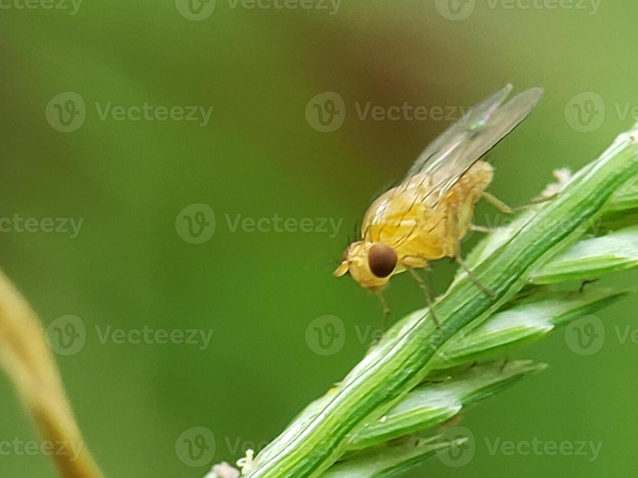 A Yellow Fly Resting on a Green Blade of Grass photo