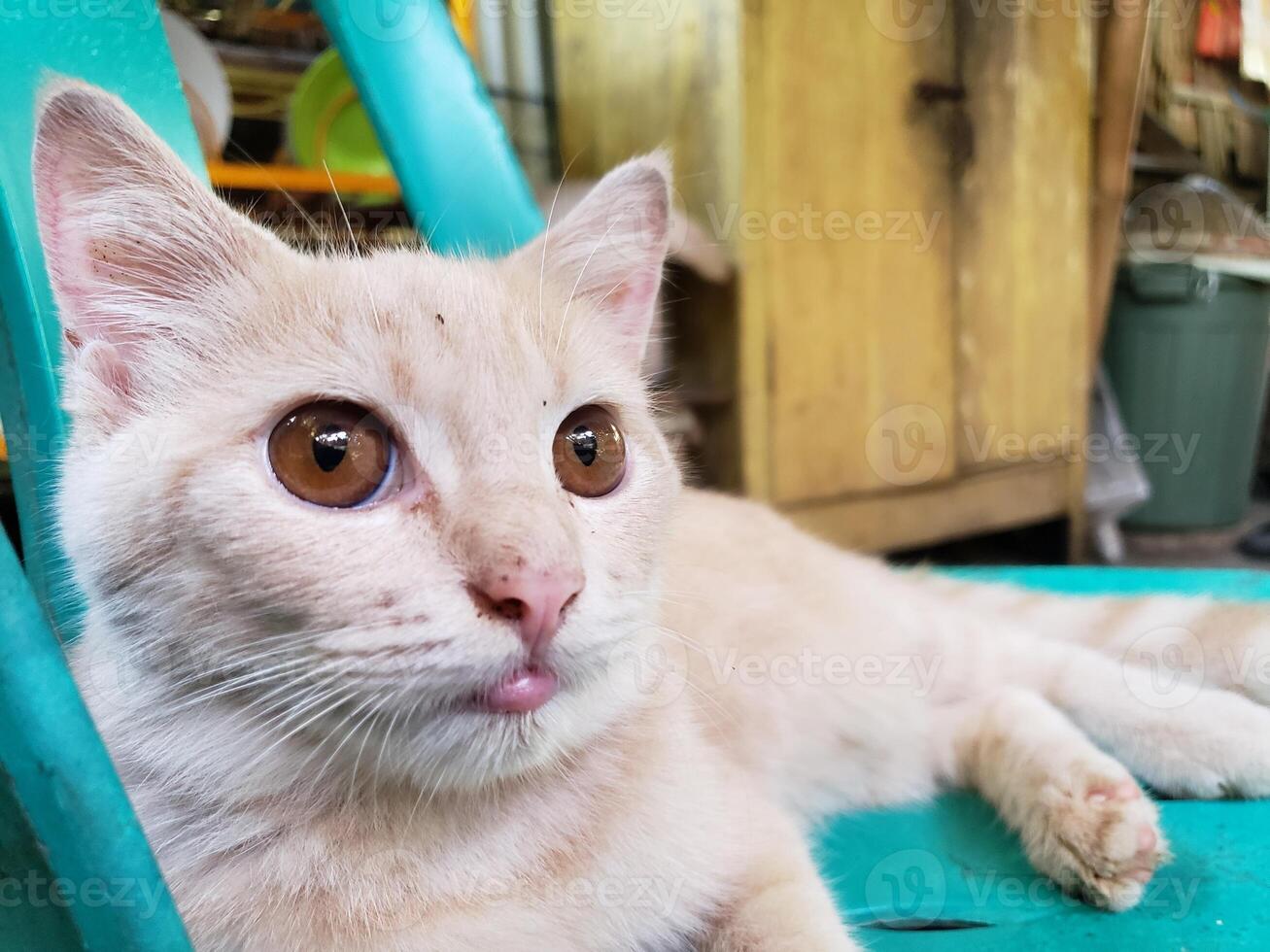 A cat is sitting on a chair photo