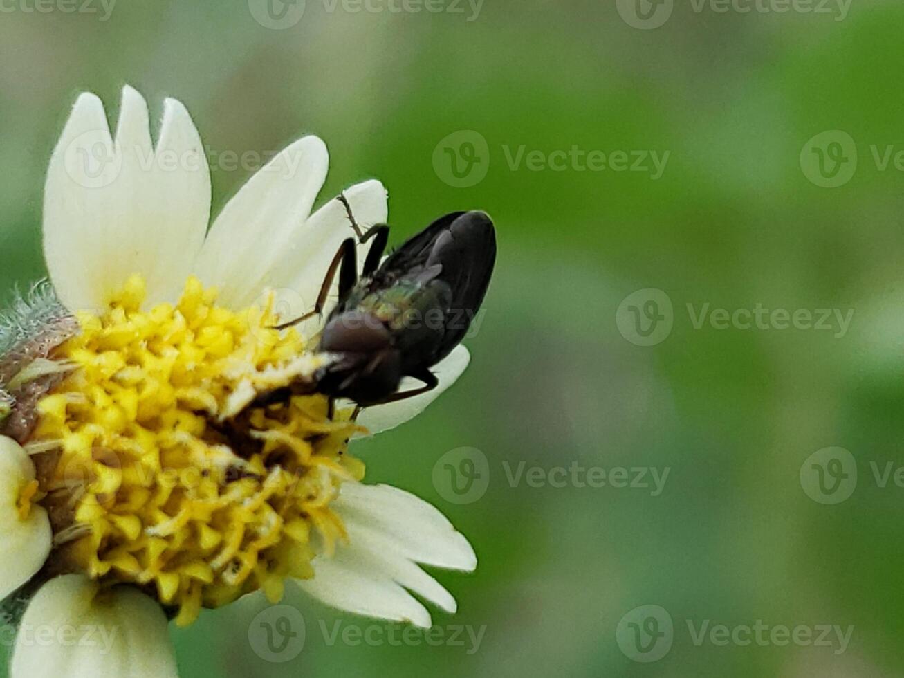 A Fly Feeding on the Yellow Pollen of a White Flower photo