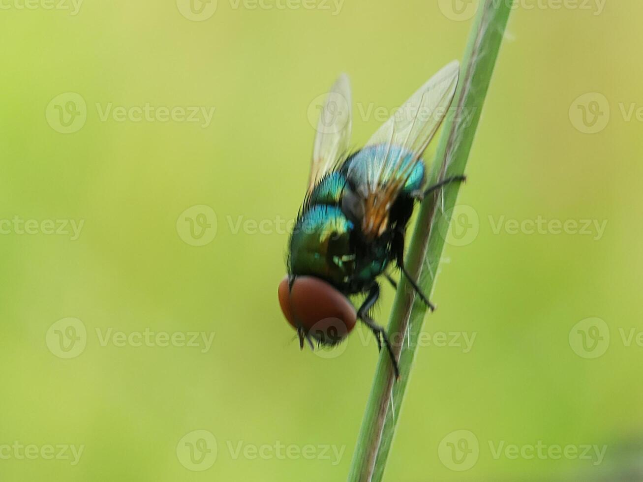 Green Bottle Fly Perched on a Blade of Grass photo