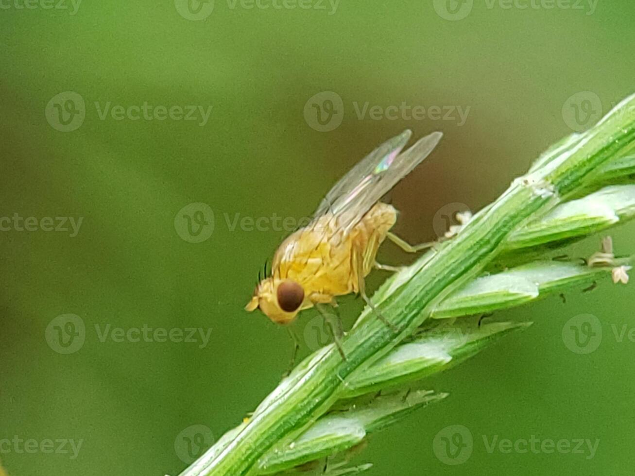Yellow Fly Perched on Green Grass Blade photo