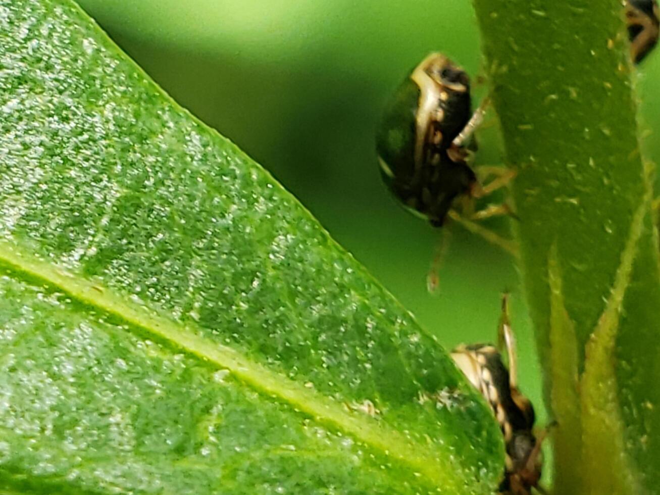 Two Green and Black Bugs on a Green Leaf and Stem photo