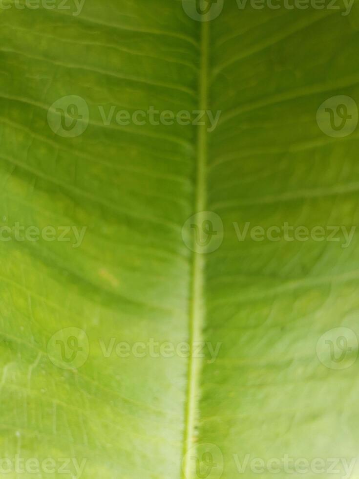 A close up of a green leaf photo
