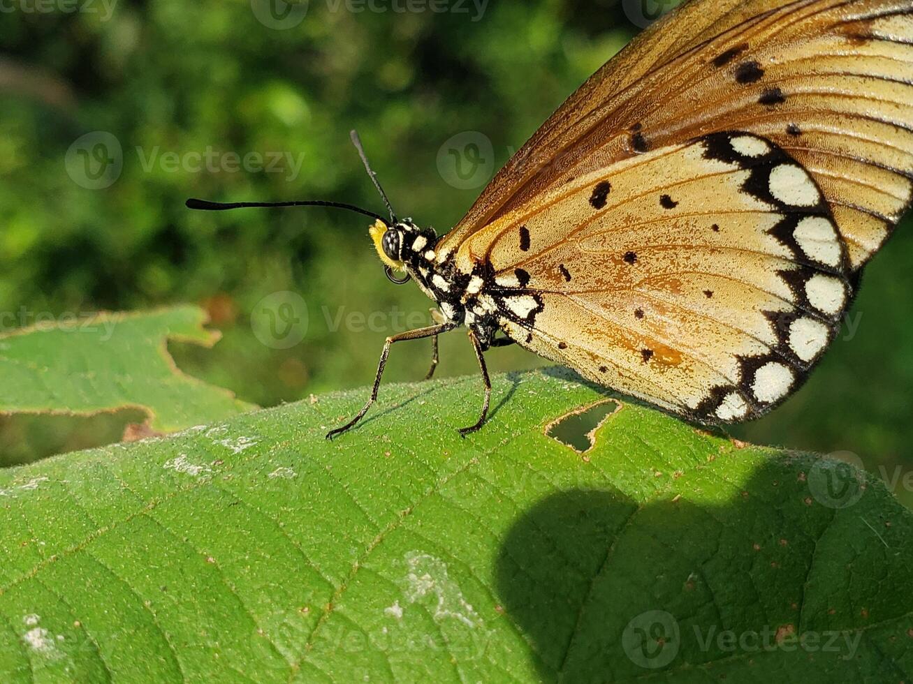A butterfly is sitting on a leaf photo