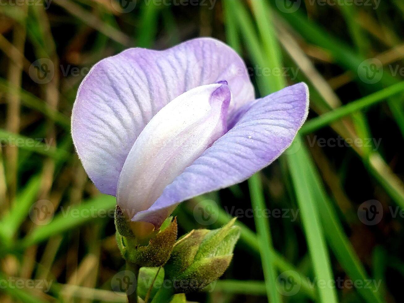 A single purple flower is growing in the grass photo