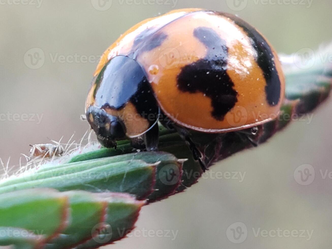 A ladybug with black spots on its back photo