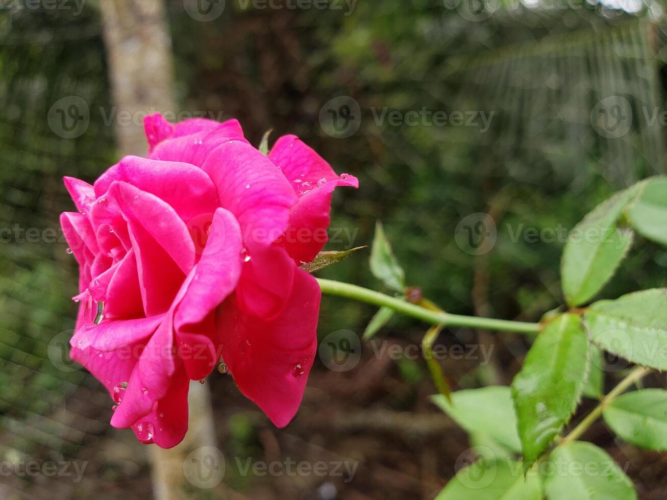 A pink rose in the garden photo