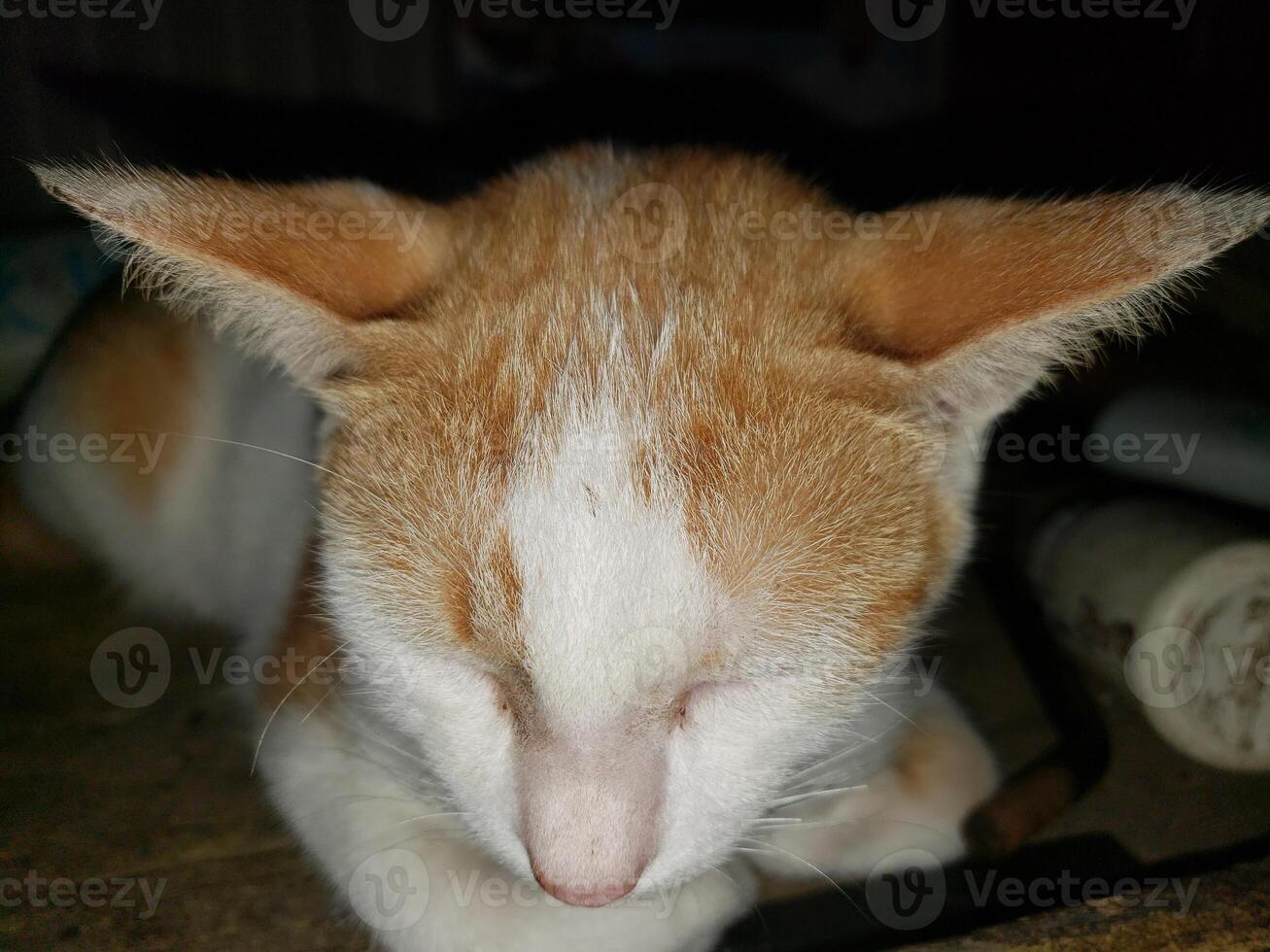 A cat with ears photo