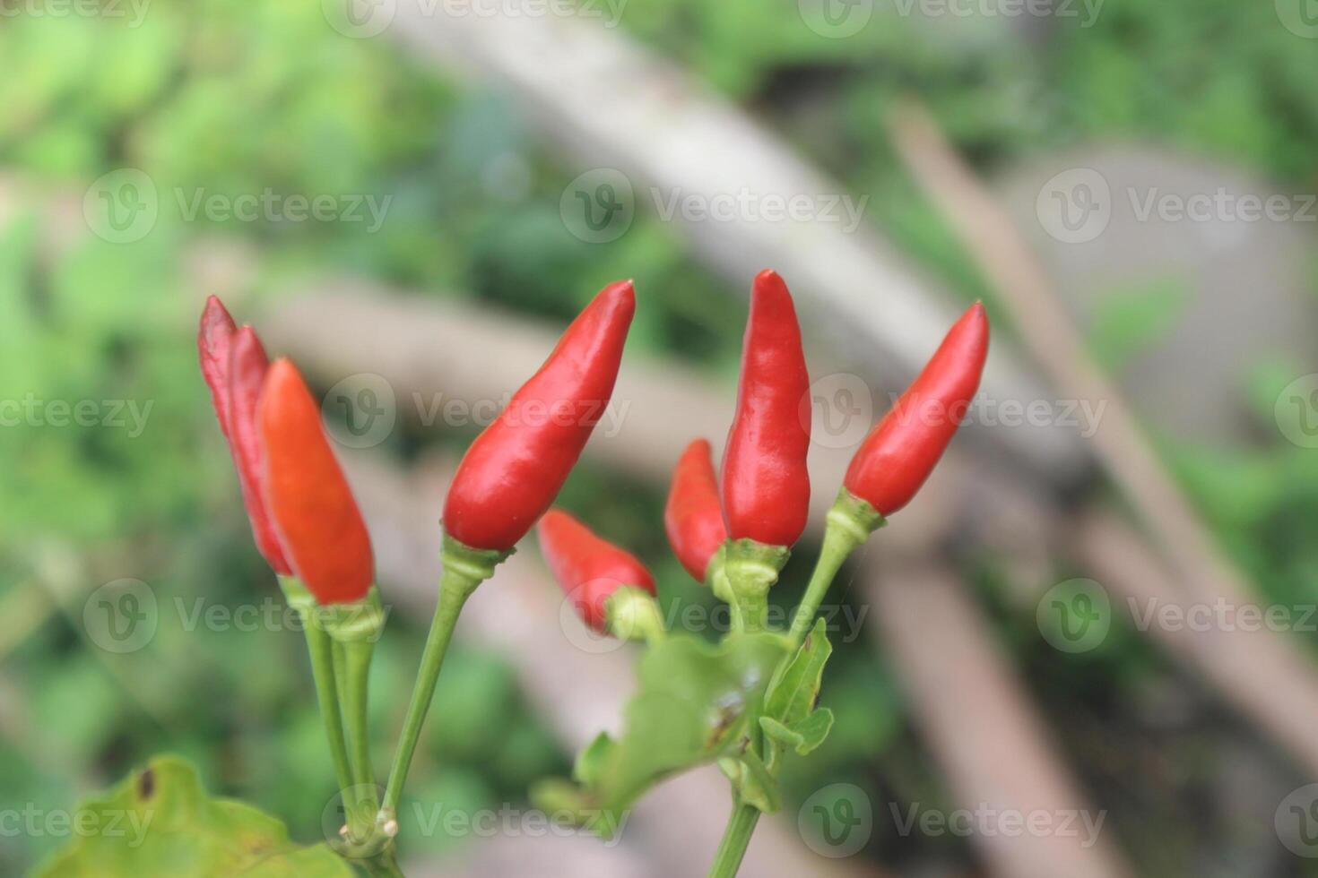 Red chili peppers growing on a plant photo