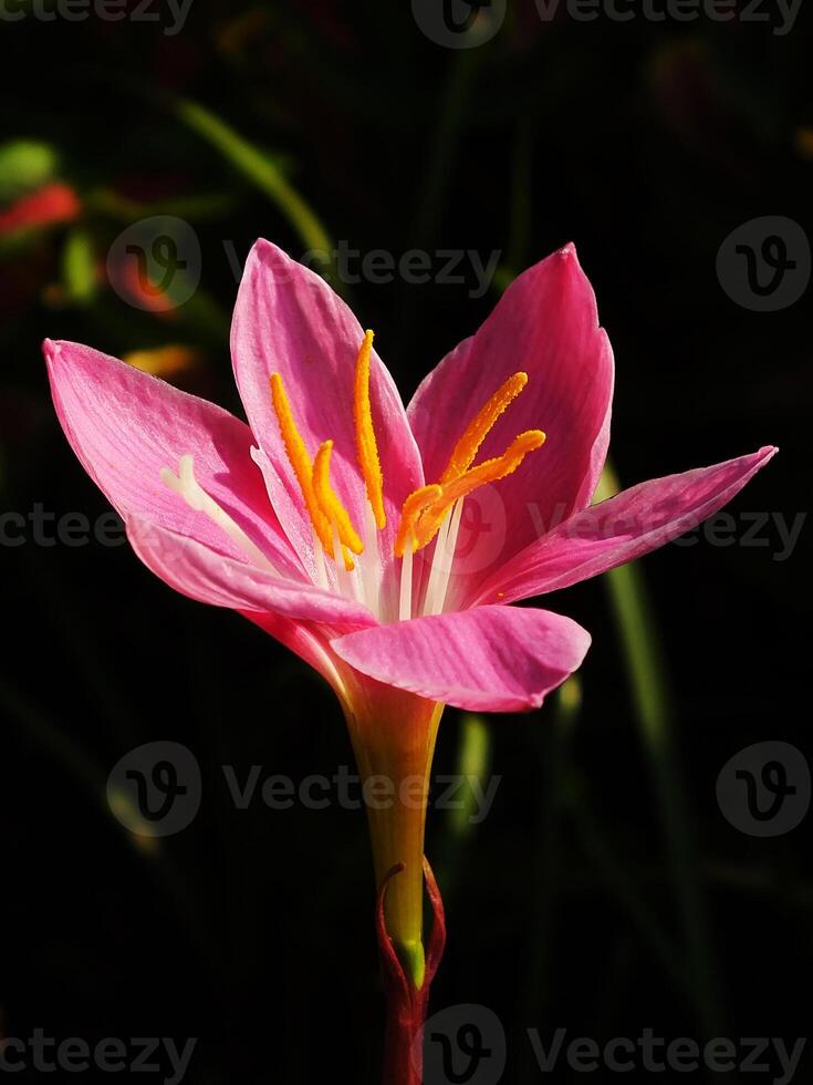 Rain Lily flower blooming in the garden. the flower is the main focus of the image photo