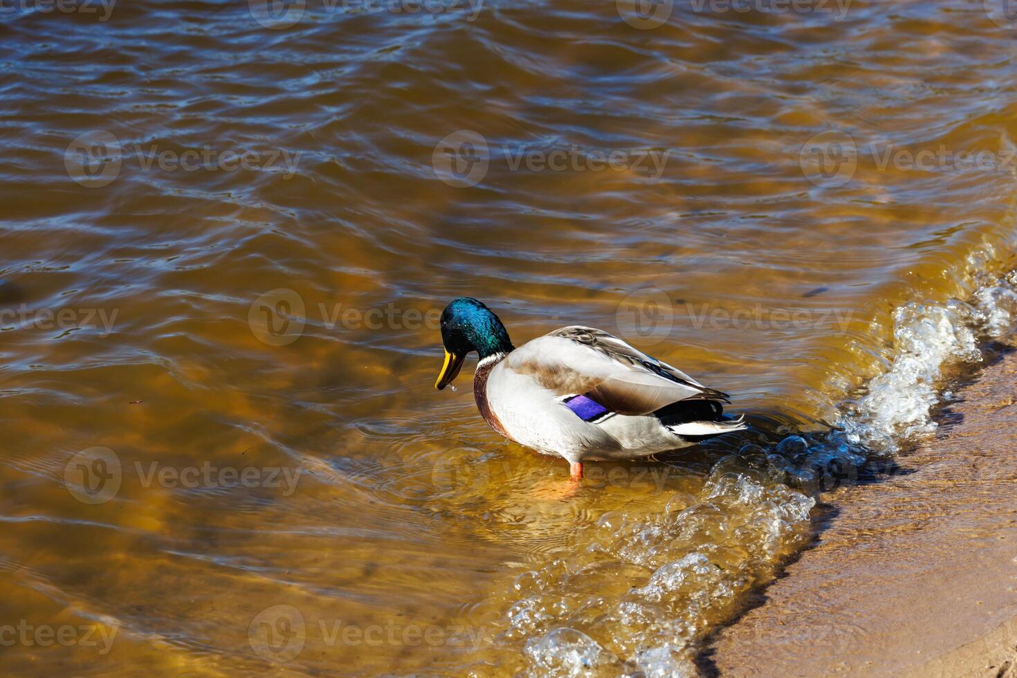 young ducks and drakes in lake with blue dark background with sun rays photo