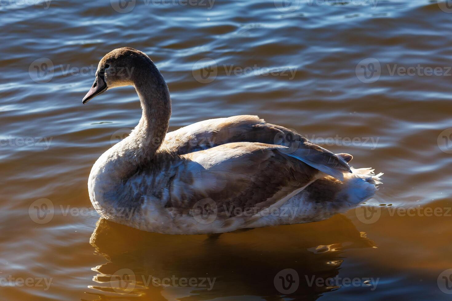 white young swans in lake with blue dark background photo