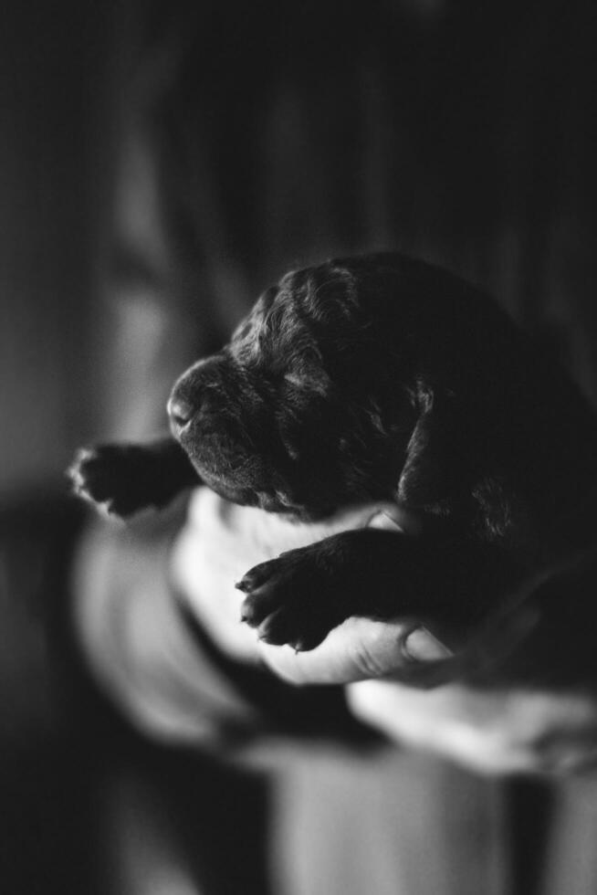 A black and white photo of a person holding a puppy