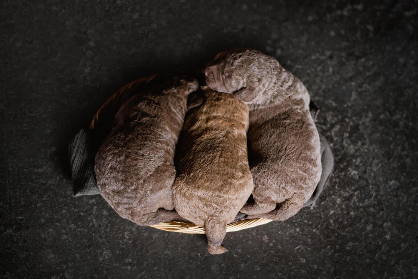 Three puppies are laying in a basket photo
