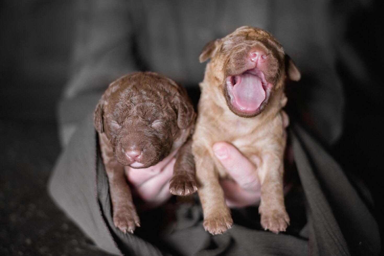 Two puppies are being held by a person photo