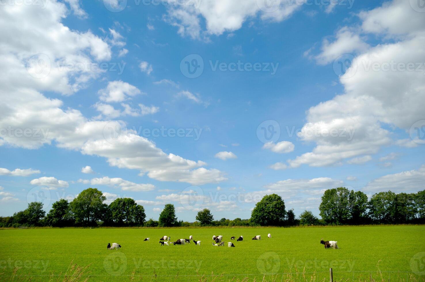 Green field with goats photo