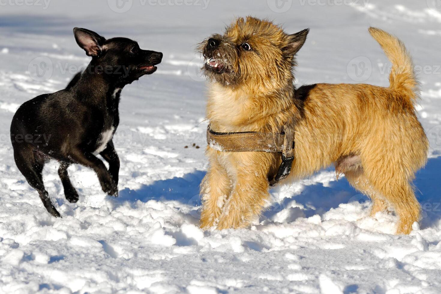 Two dogs playing photo