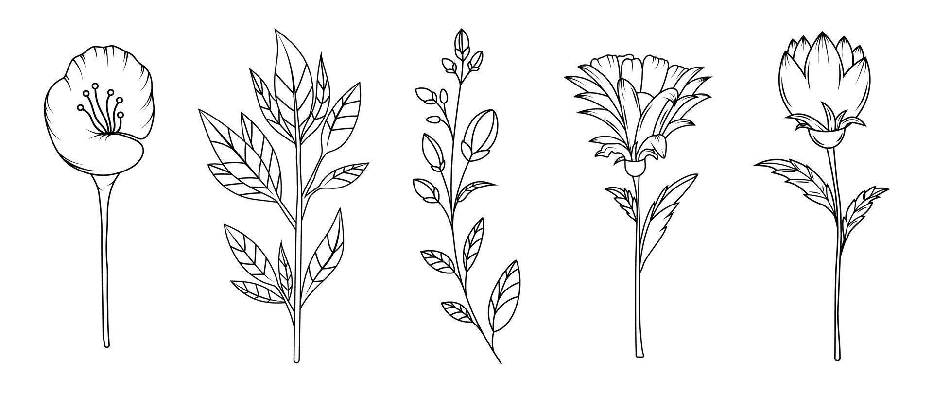 Collection of flowers in rustic hand drawn style. Editable strokes. Elements and shapes for the frame. Minimalistic Herbal Botanical Doodle Set. Line art and clip art. Silhouette. Vintage sketch. vector