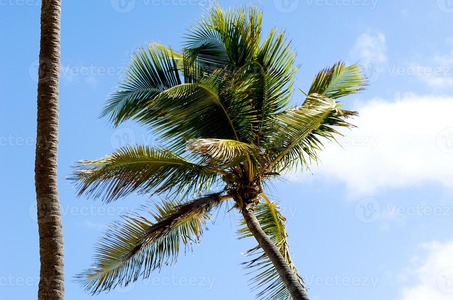 Palm and lue sky photo