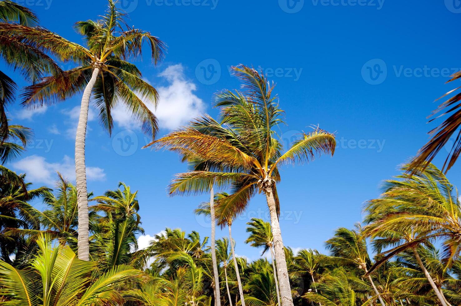 Palm forest and blue sky photo
