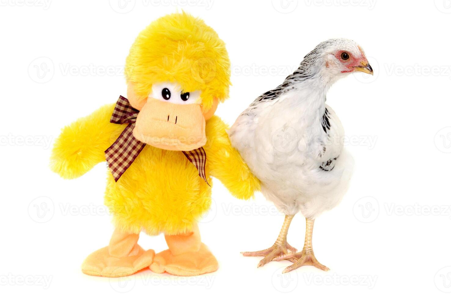 Chicken and toy duck photo