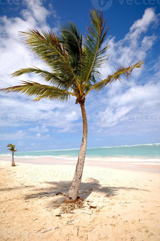 Palm on beach photo