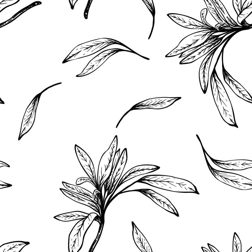 Olive tree branch seamless pattern. No fruit with leaves. Black Ink linear drawing. Hand drawn illustration. Fruitless rosemary, bay leaf clipart for wallpaper, fabric. Isolated from background vector