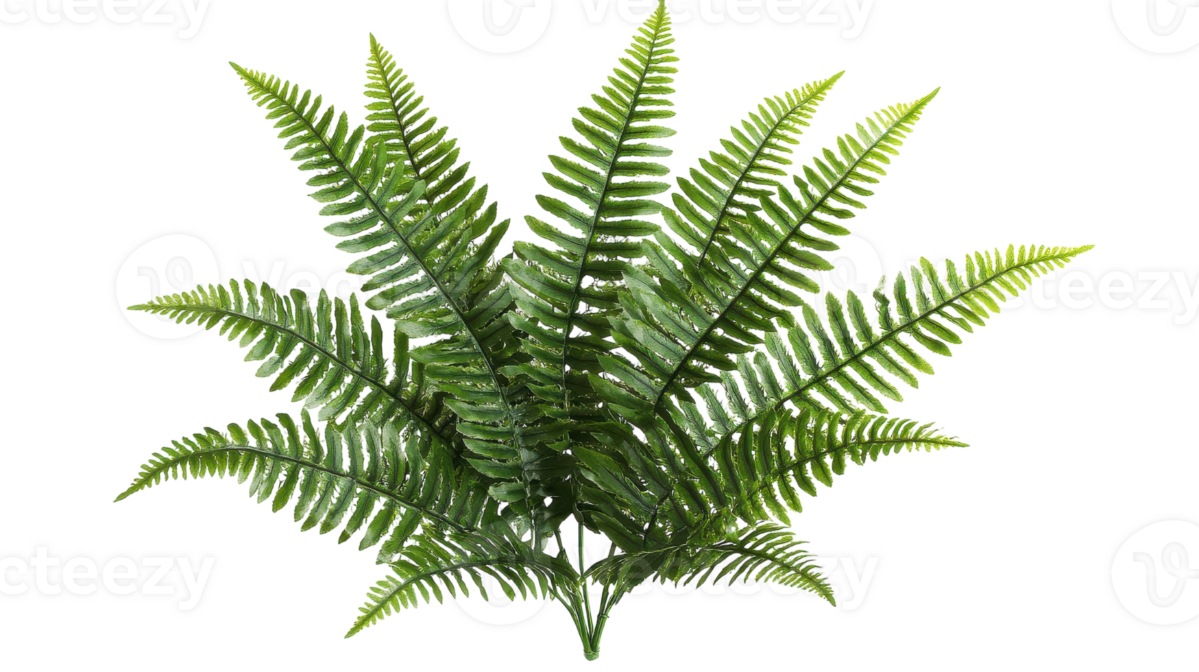 A fern plant on a black background png