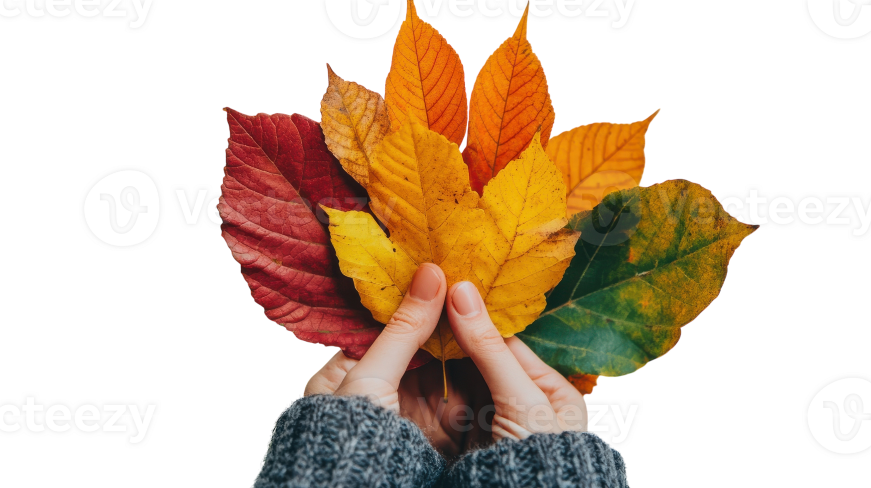 Autumn leaves in hands png