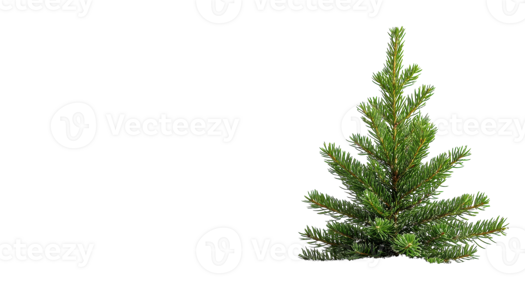 A small evergreen tree is shown against a black background png
