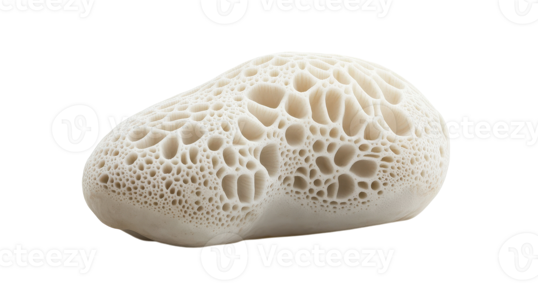 A white rock with holes in it png
