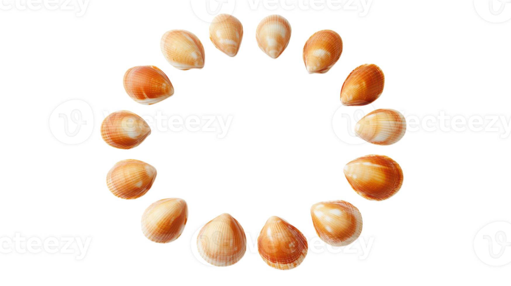 A circle of shells arranged in a circle on a black background png