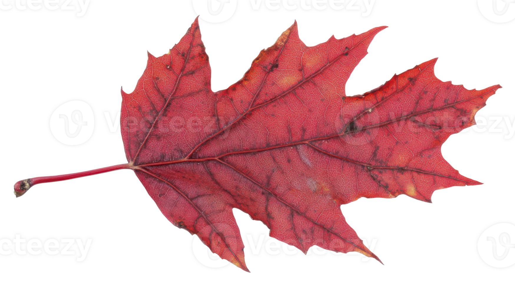 A red maple leaf on a black background png