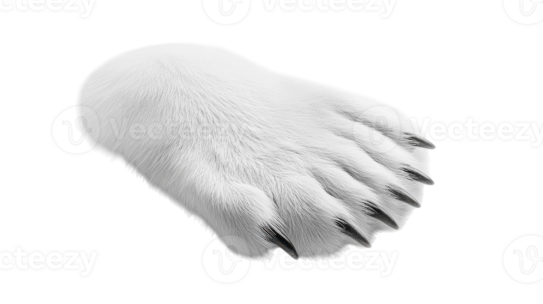 Detailed Close-Up of a White Polar Bear Paw on an Arctic White Background Perfect for Wildlife and Nature Studies. png